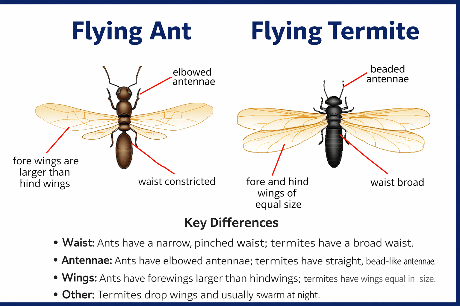 Comparison of flying ant and termite swarmer