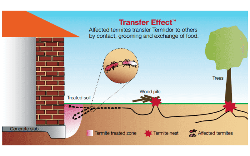 How Termidor works diagram
