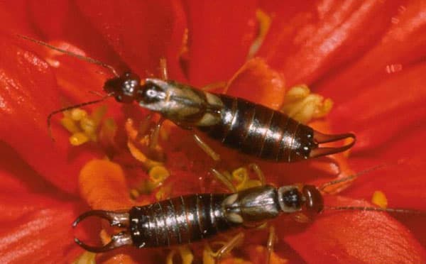 Earwig