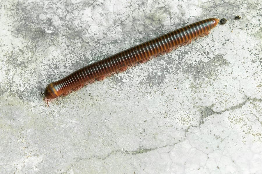 Millipede