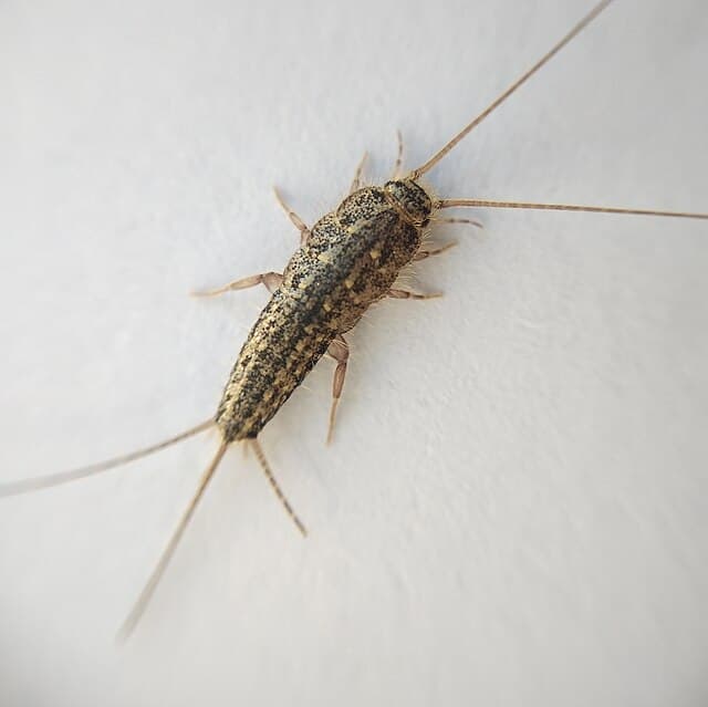 Silverfish