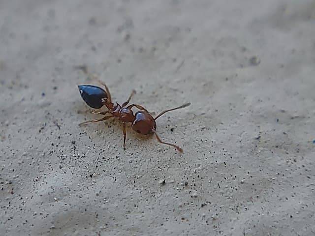 Acrobat Ant