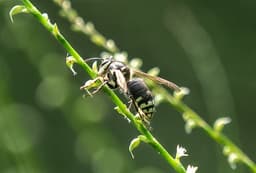 Bald Faced Hornet