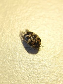 Carpet Beetle