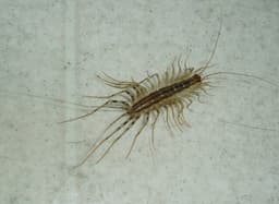 House Centipede