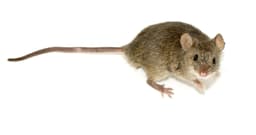 House Mouse