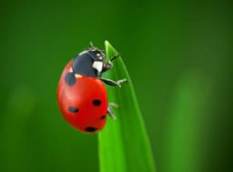 Lady Bug