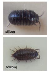 Pill Bug