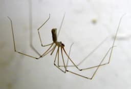 Cellar Spider
