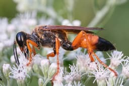 Digger Wasp