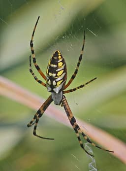 Garden Spider