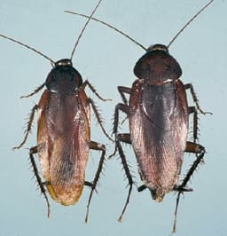 Smoky Brown Cockroach