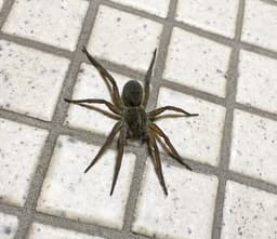 Wolf Spider