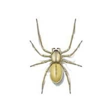 Yellow Sac Spider